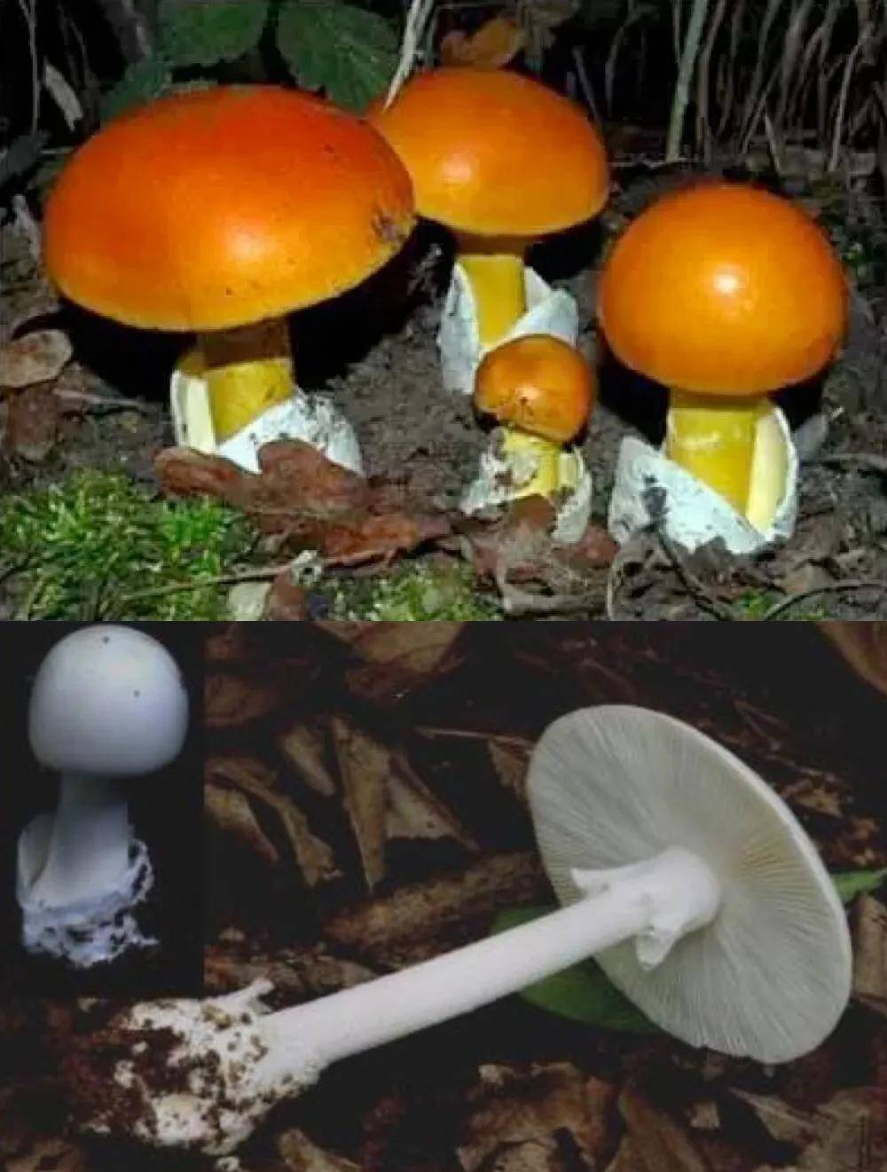 毒蘑菇其实有五大类,但吃哪种才能看到小人跳舞呢?