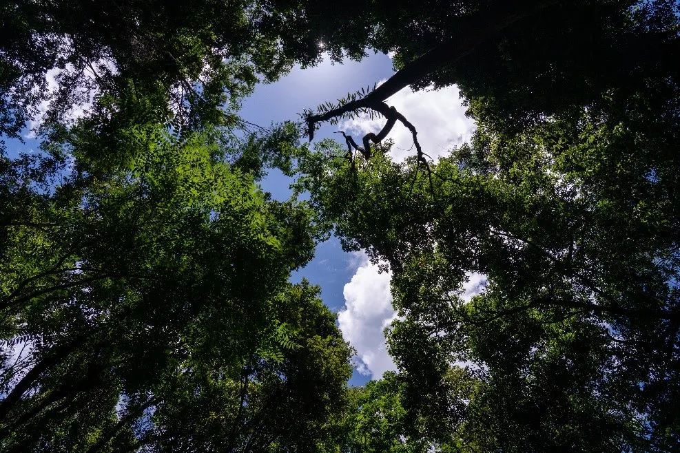 Mengyangzi Reserve, Xishuangbanna National Nature Reserve, Yunnan