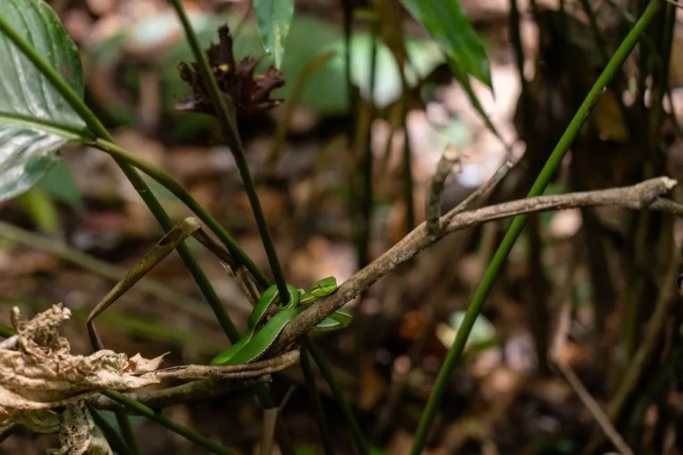 Wild bamboo leaf green snake in the primitive rain forest