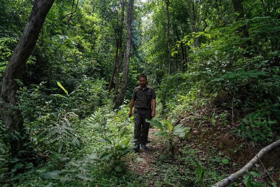 Wang Bin walking in the jungle