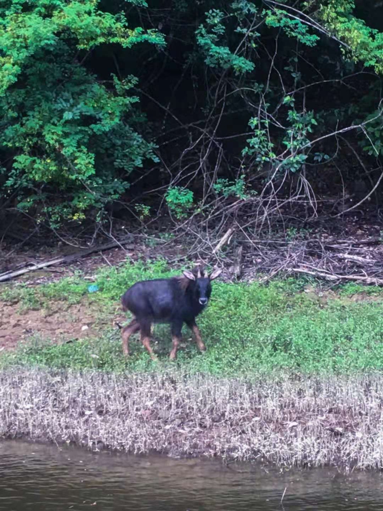 出现在安远三百山景区的中华鬣羚。