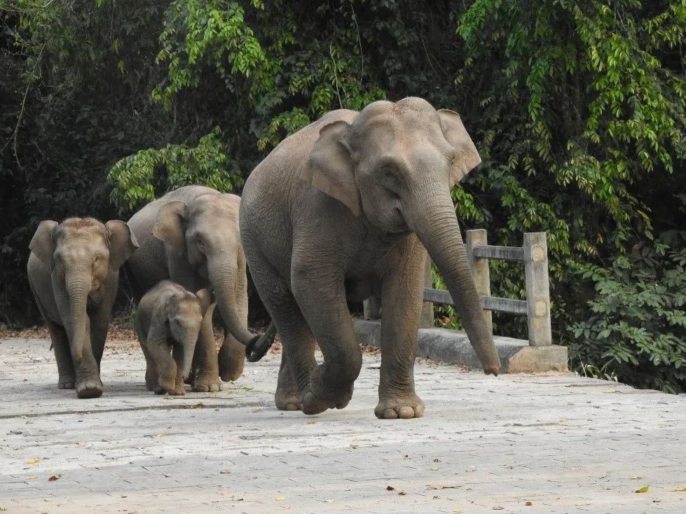 Workers in Xishuangbanna Nature Reserve: once faced a dystocia maternal elephant 10 meters away