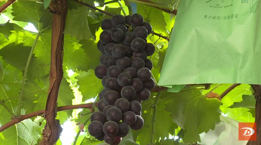 敦煌紫胭桃抢“鲜”上市 香气扑鼻让人“桃醉”