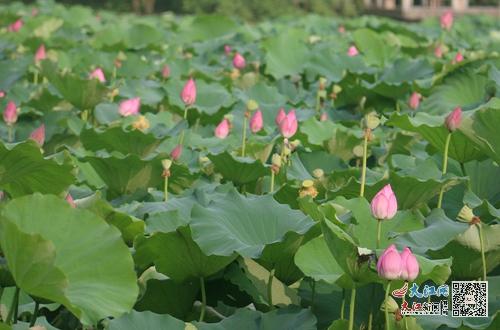 一朵朵荷花含苞待放