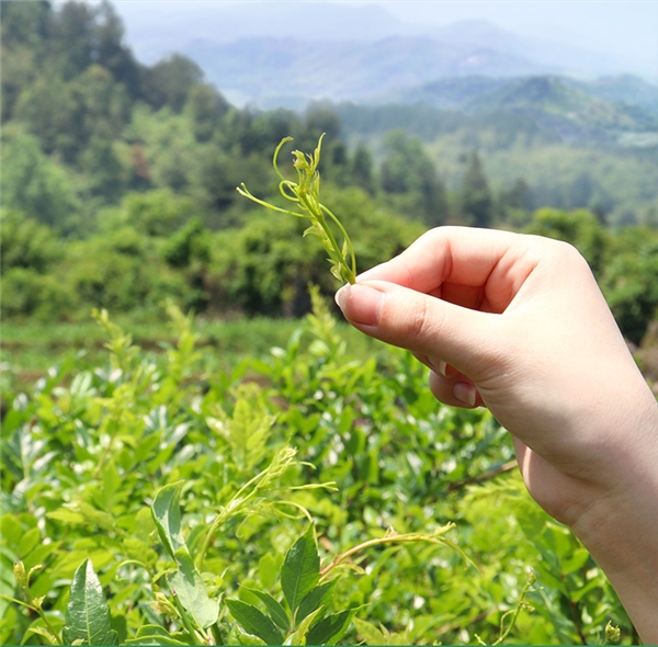 藤益生藤茶回味悠長的茶香人生