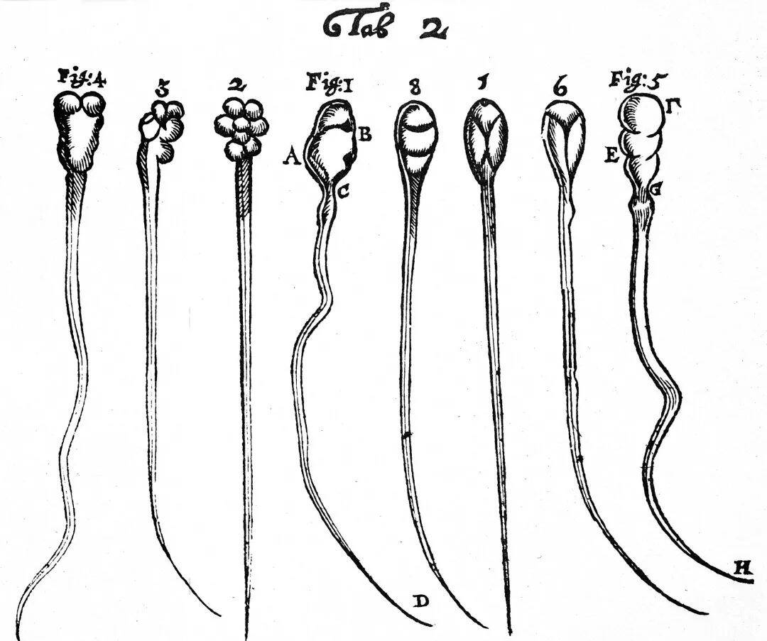 列文虎克精子图片