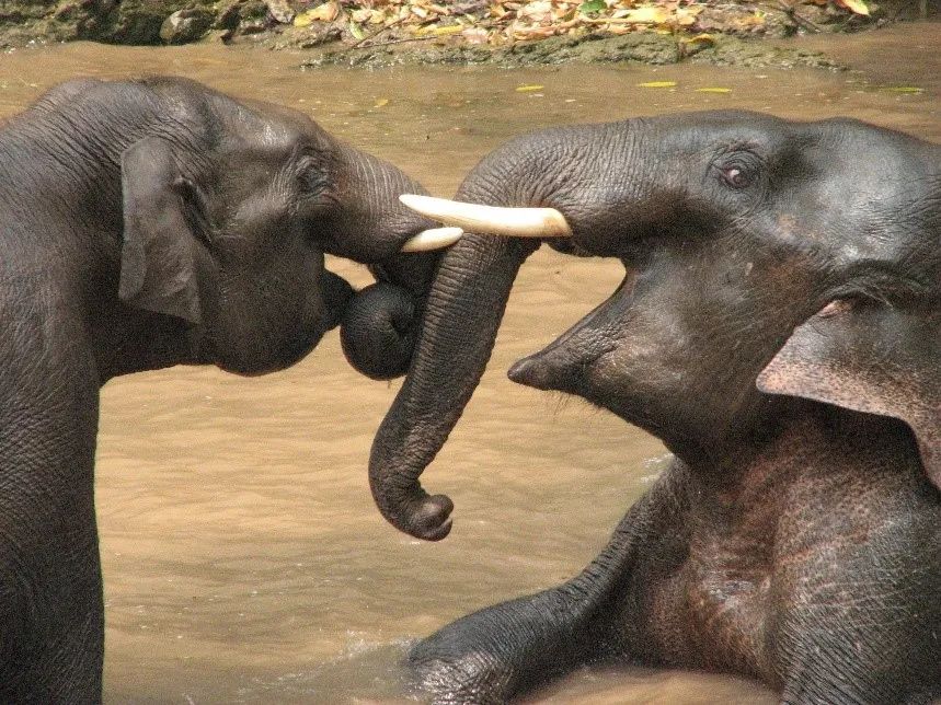 Elephants in the Mengyangzi Sanctuary