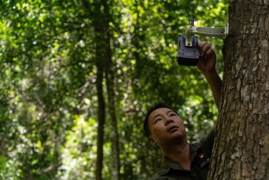 Wang Bin and his colleagues are repairing an infrared camera set on a tree in the forest