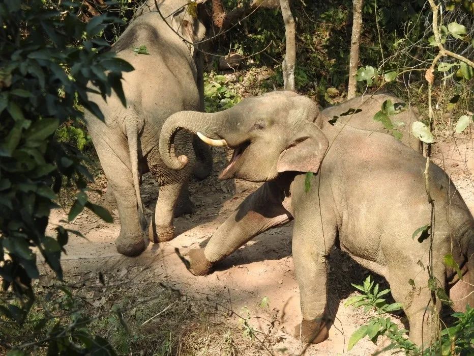 Wild Elephants in the Primitive Rainforest