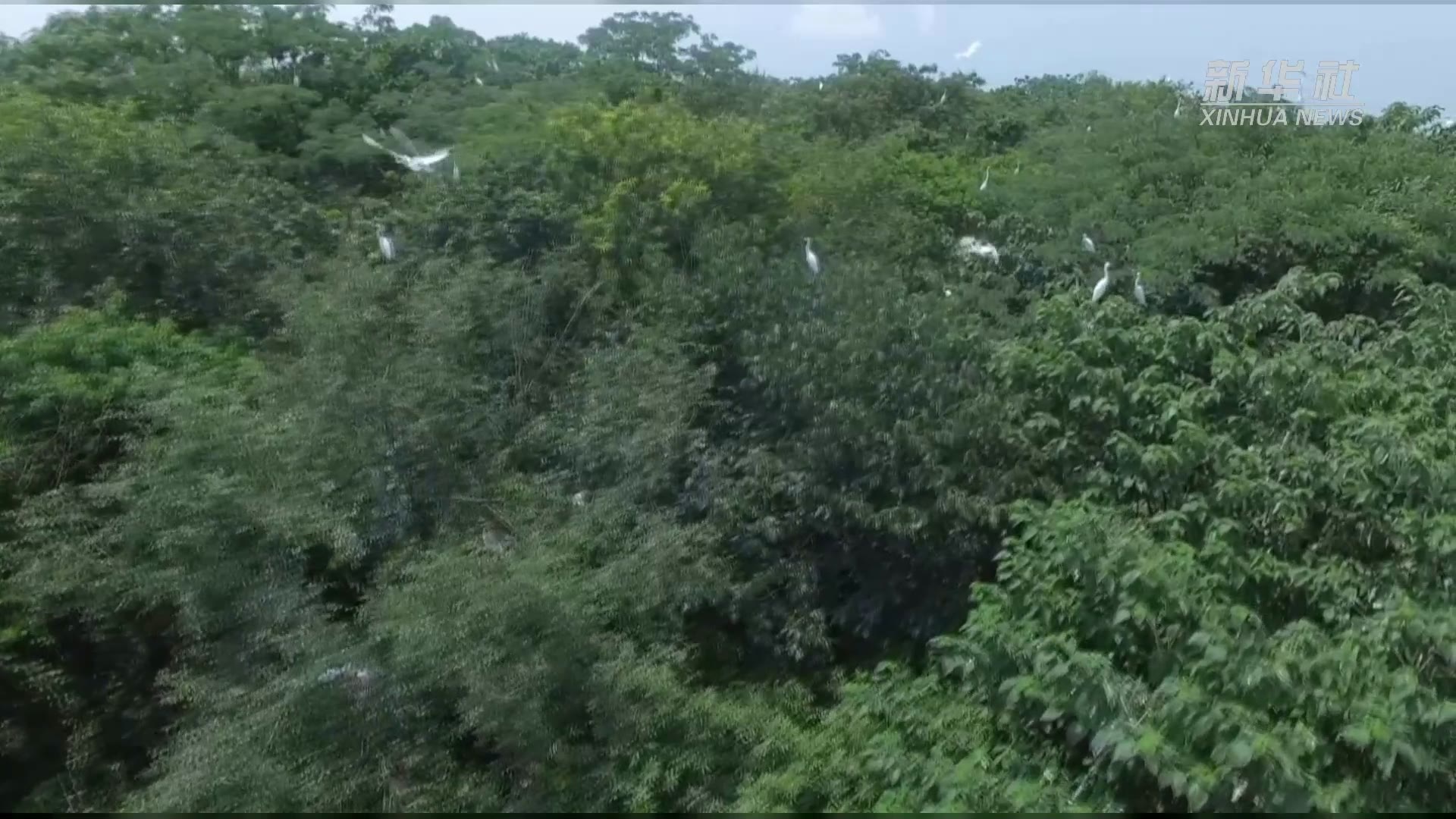 数以万计夏候鸟筑巢鄱阳湖畔小半岛