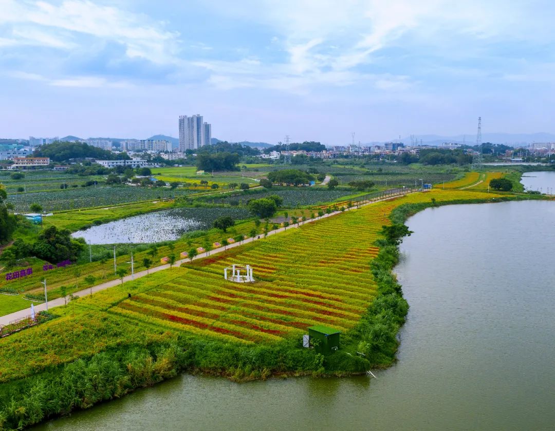 桥头千亩花海美不胜收七彩花田等你来