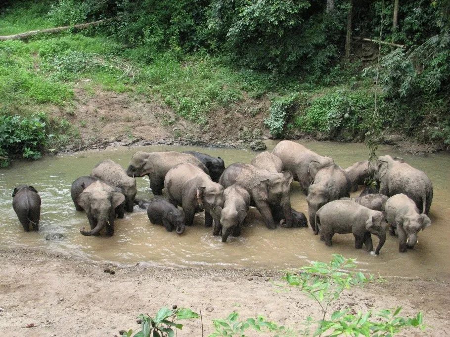 Wild Elephant Group in Mengyangzi Reserve