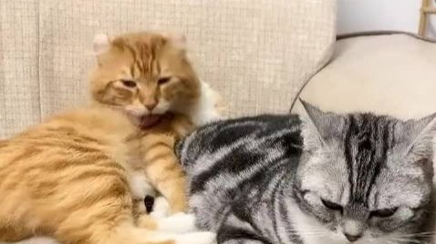 橘猫前一秒还是直男 听到短毛猫怀孕以后 秒变暖男 凤凰网
