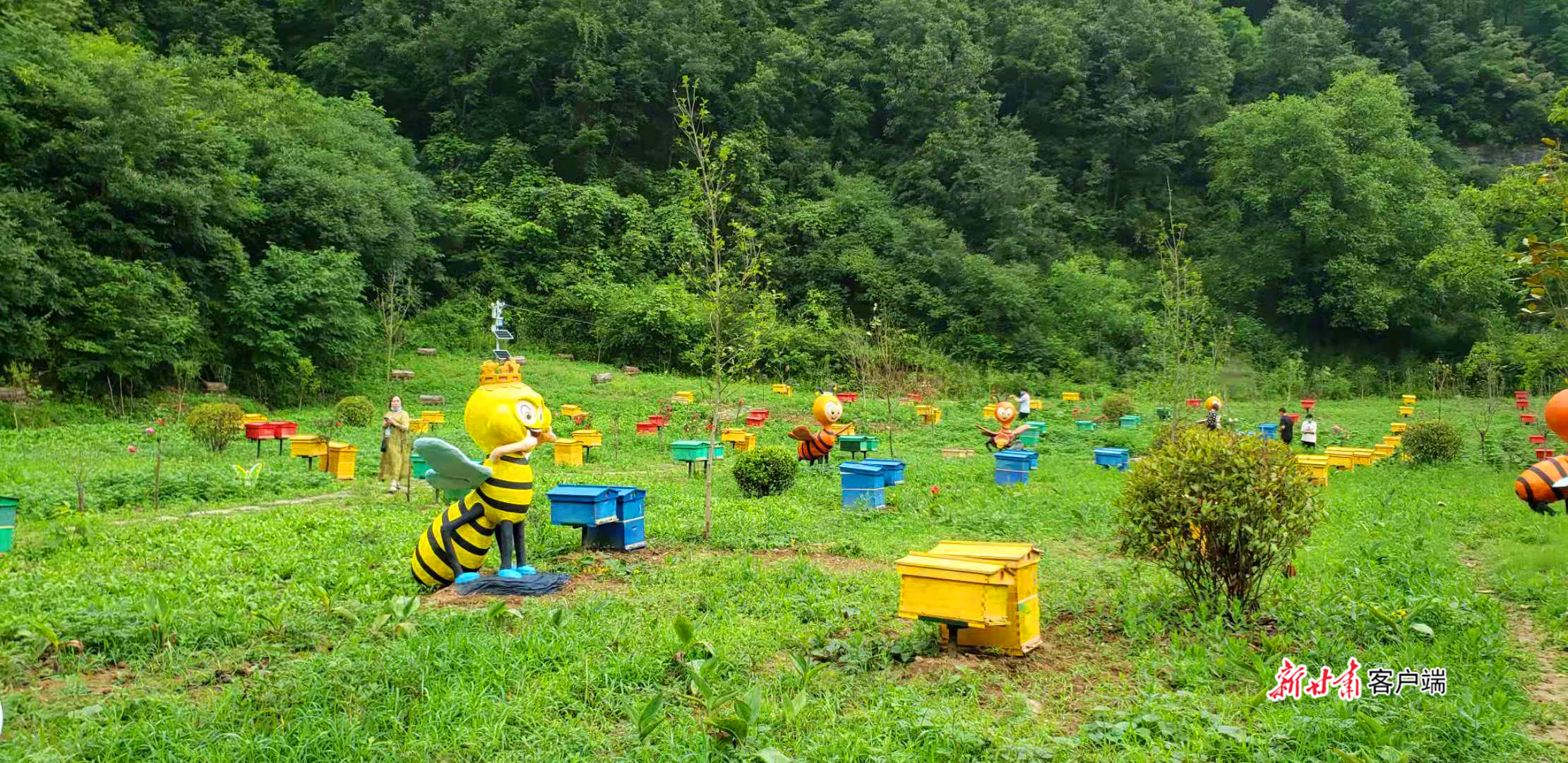 两当县打造蜂旅融合的养蜂基地(图片由新甘肃·甘肃日报记者 陈多 摄)