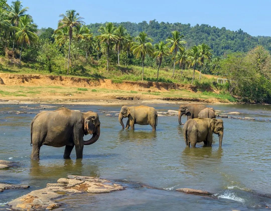 泰国马沙大象营开放 游客与大象亲密接触
