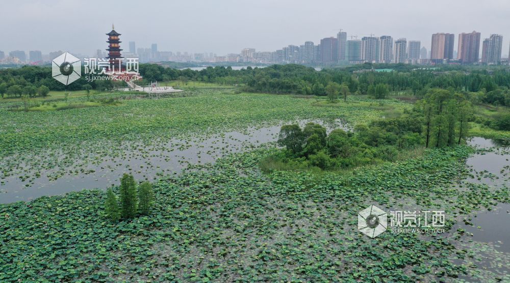 夏日賞荷好去處 南昌象湖溼地公園荷花開