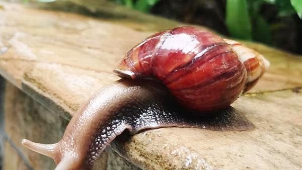 深圳疾控专家提醒：雨后路边大蜗牛不可触碰、食用