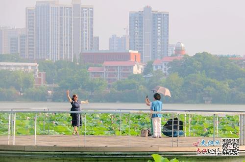 市民在荷花丛中拍照