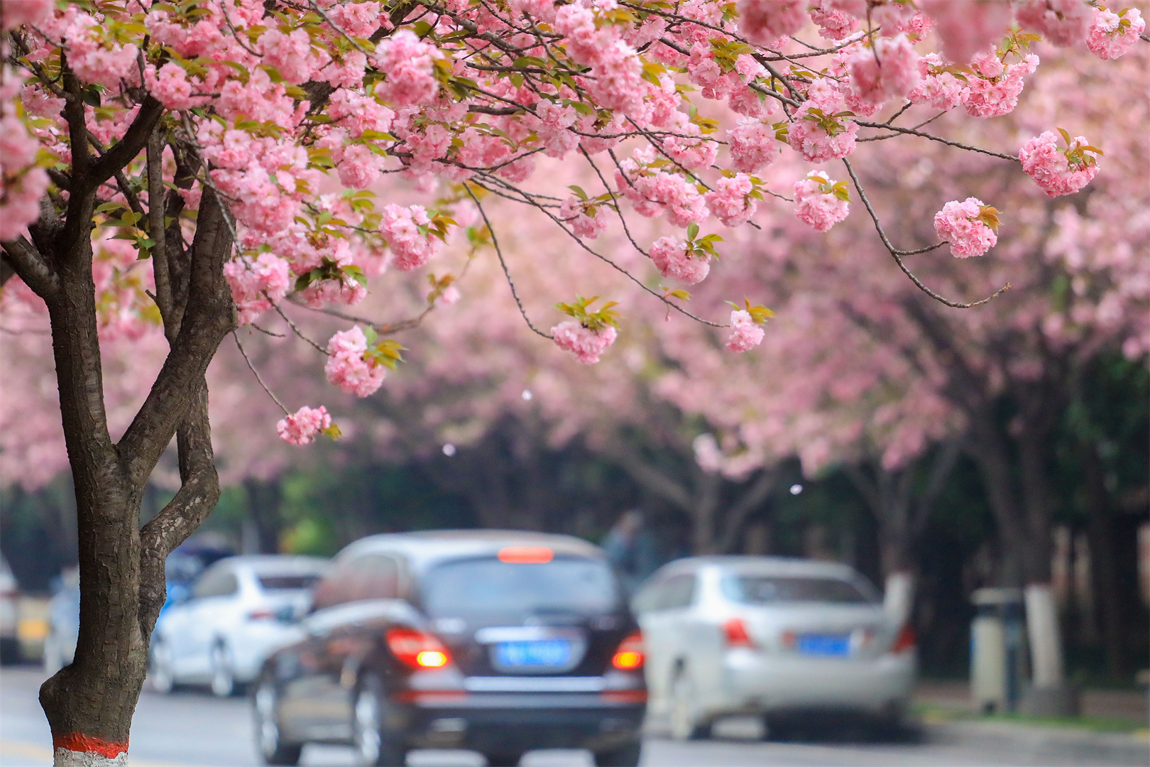 快来pick 谁才是高新最靓的GAI