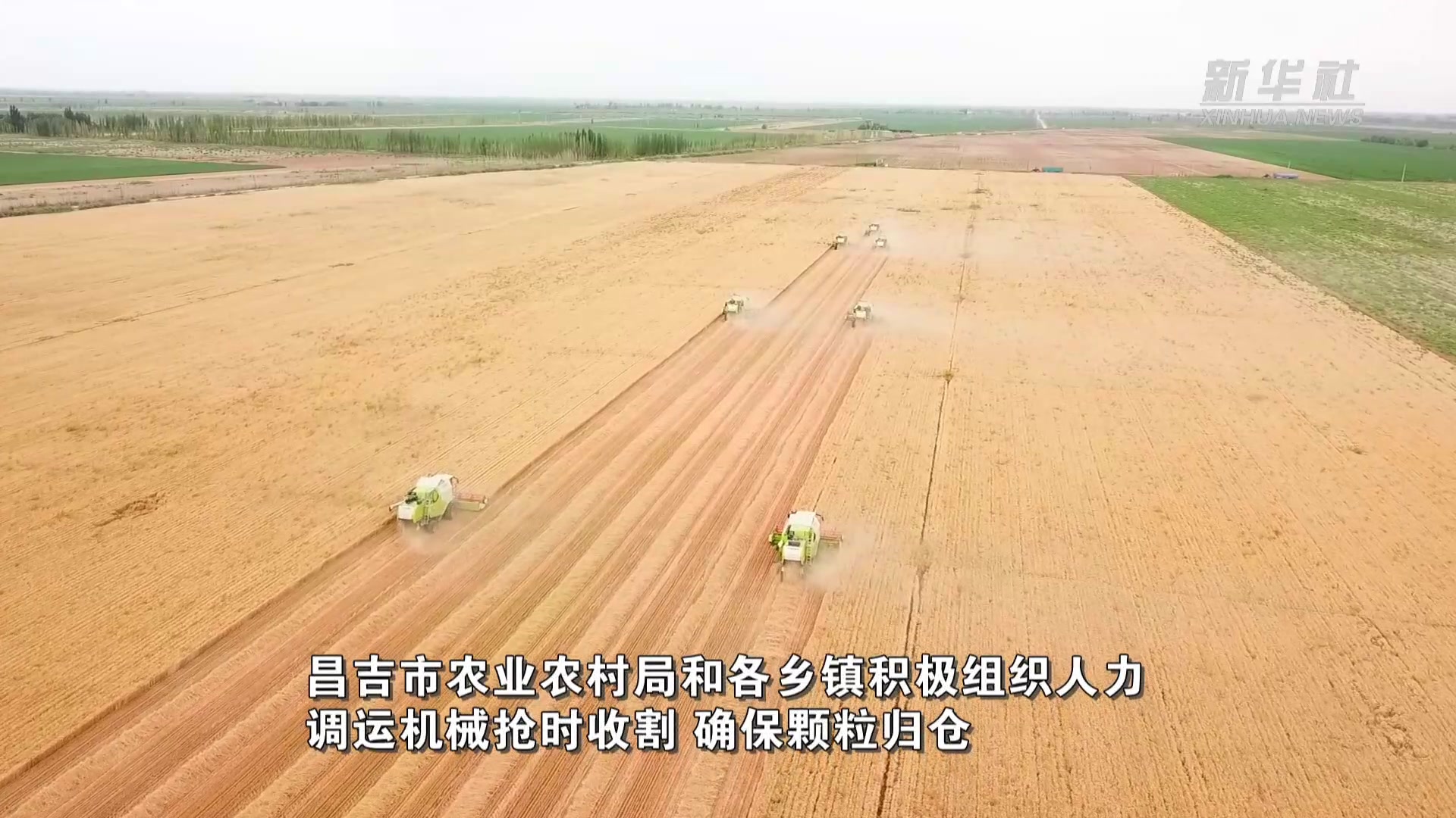 新疆昌吉市6.7万亩小麦喜获丰收