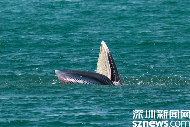 追踪深圳大鹏湾海域鲸鱼看 小布 在大鹏湾欢乐 恰饭 凤凰网