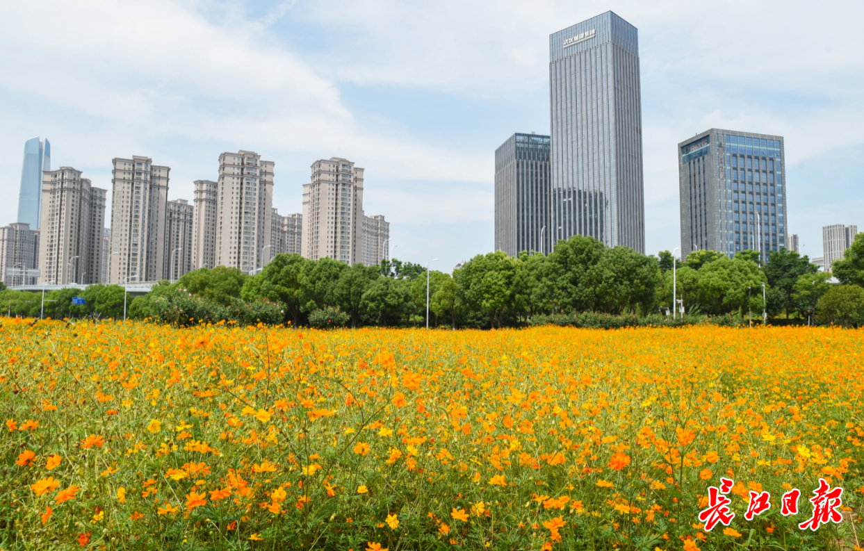 6月16日，泛海城市广场前的花海。长江日报记者许魏巍 摄