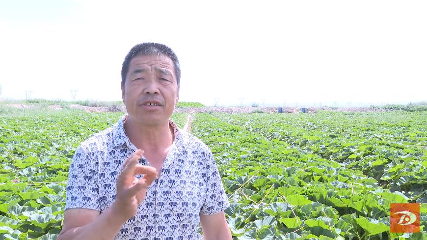 人工授粉助力南瓜增收 订单农业让农民吃上"定心丸"