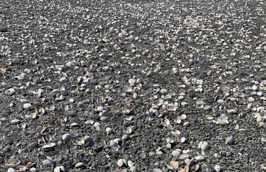 加拿大迎来50 致命高温 数千种海洋生物被煮熟 天天新闻 甜甜新闻