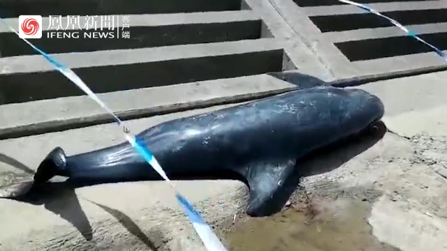 12头领航鲸在浙江海域搁浅，已有1头抵达白沙湾救治中心