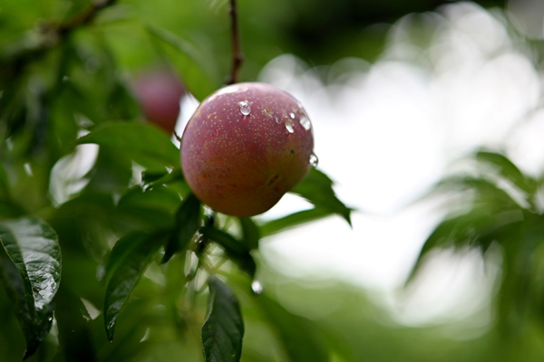 嘉兴千年名果"重生"记:推广新技术 拓宽槜李产业"致富路"