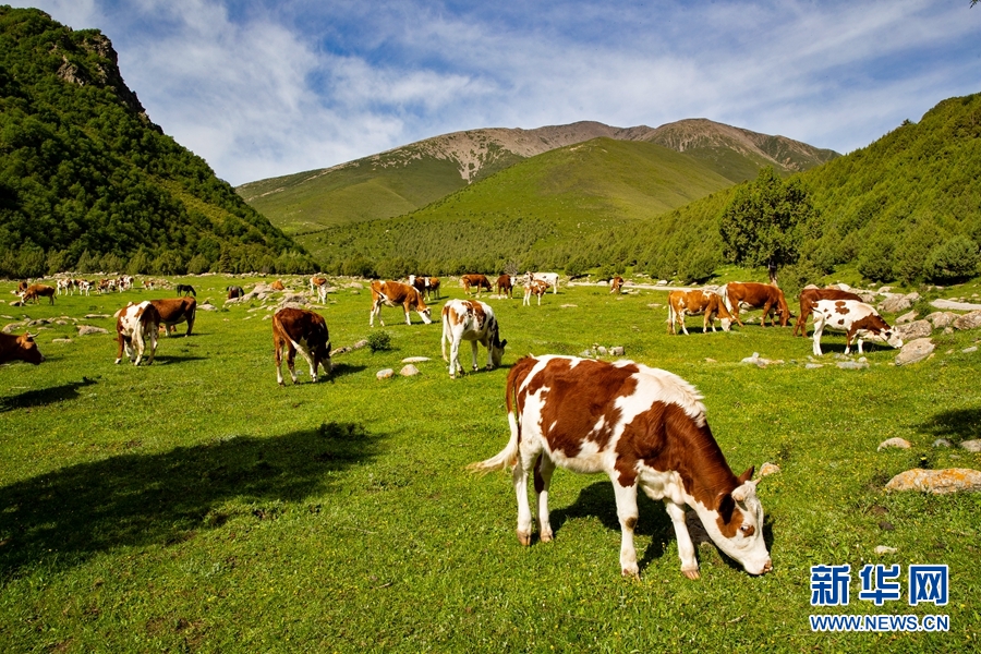 【大美甘肃】盛夏祁连山风光旖旎