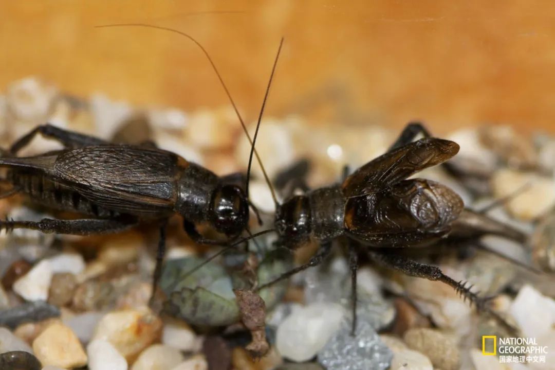 两只雄性蟋蟀在打架 摄影:louis gagnon, bertram lab, carleton