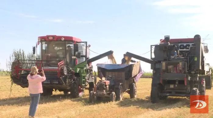 金浪滚滚麦香馋人 敦煌9400亩小麦开镰收割