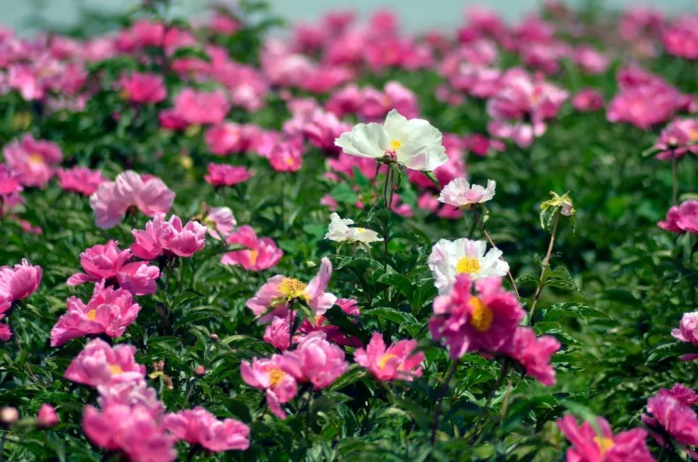 独出一枝的白色芍药花