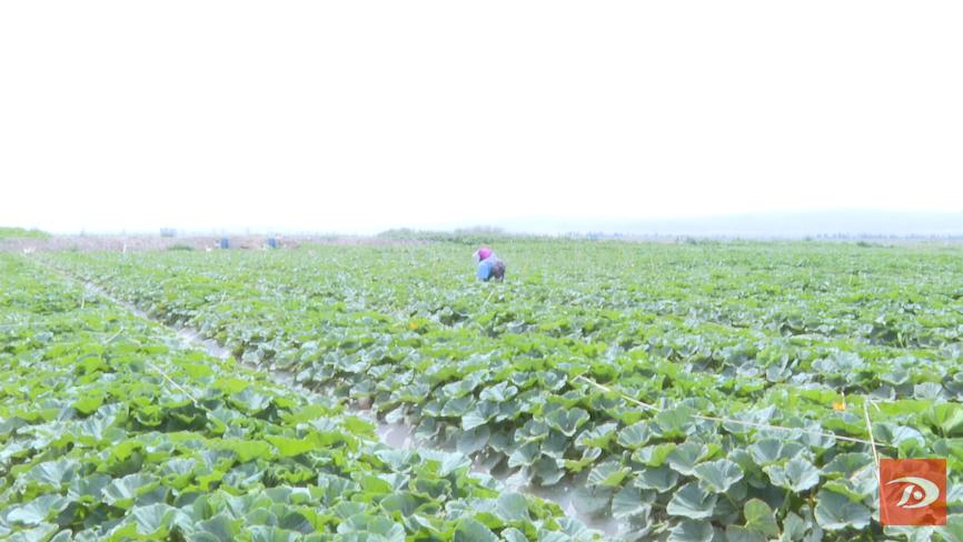 人工授粉助力南瓜增收 订单农业让农民吃上"定心丸"