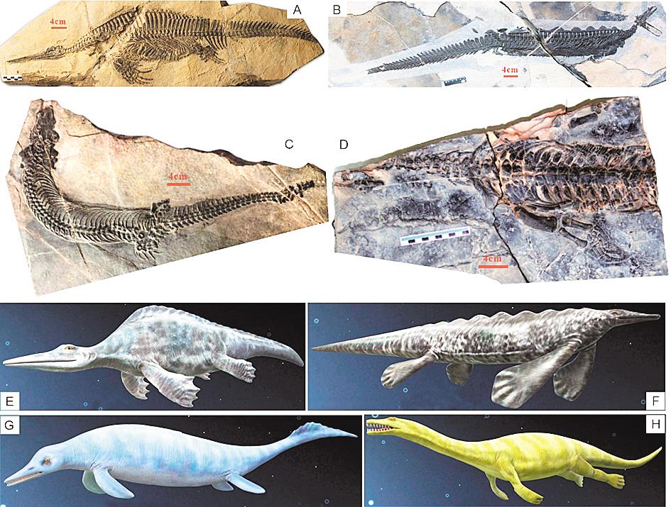 落星村发现的不同海生爬行动物化石及复原图。 (通讯员 程龙 摄)