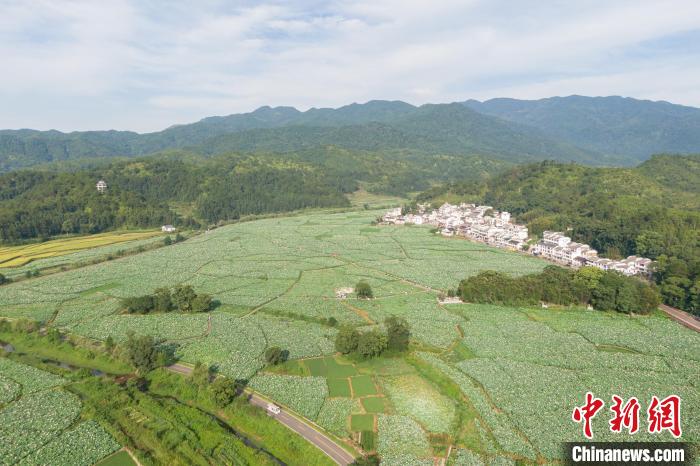 图为无人机航拍“世界上最大的莲池”。　刘力鑫 摄