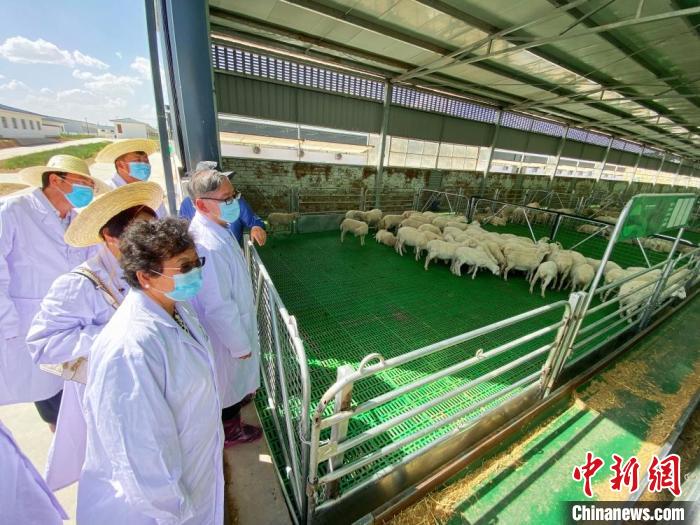 图为甘肃省庆阳市环县的养羊基地。(资料图) 高展 摄