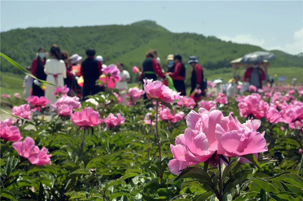 千亩花开游人如织