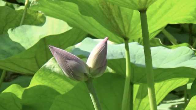 大叔钓鱼式拍大明湖并蒂莲，所用器材曾被保安当成钓鱼竿