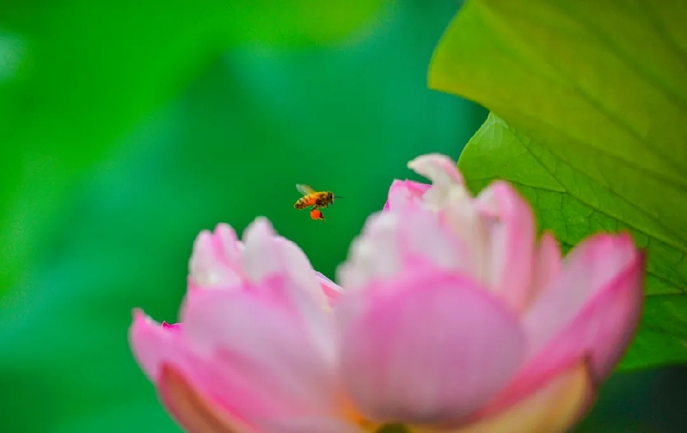 台儿庄运河湿地荷花开引来蜜蜂采蜜忙