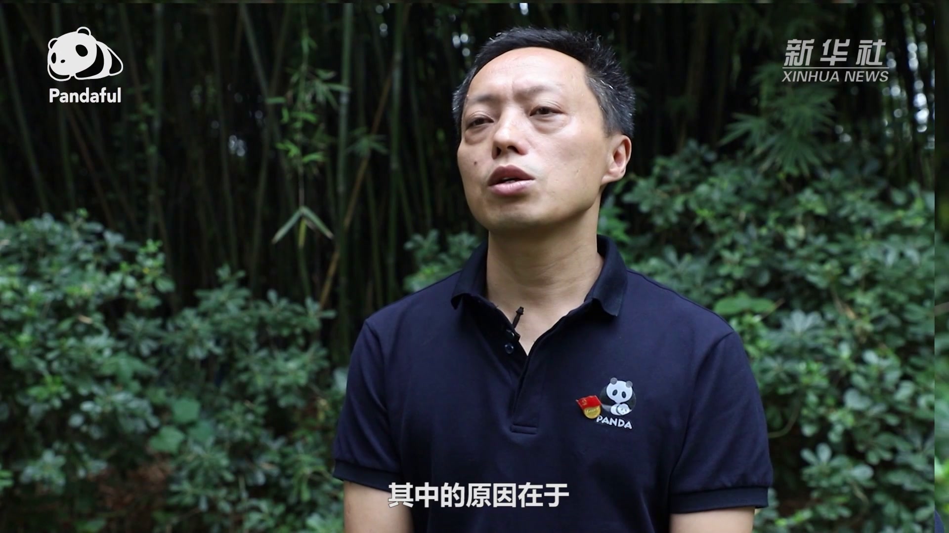 全面解析熊猫服务器租赁或购买的一年费用概览 (了解一下熊猫)-虎跃云资讯网
