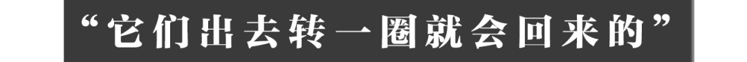 云南大象家族出走地村民:它们吃了我们二三十年