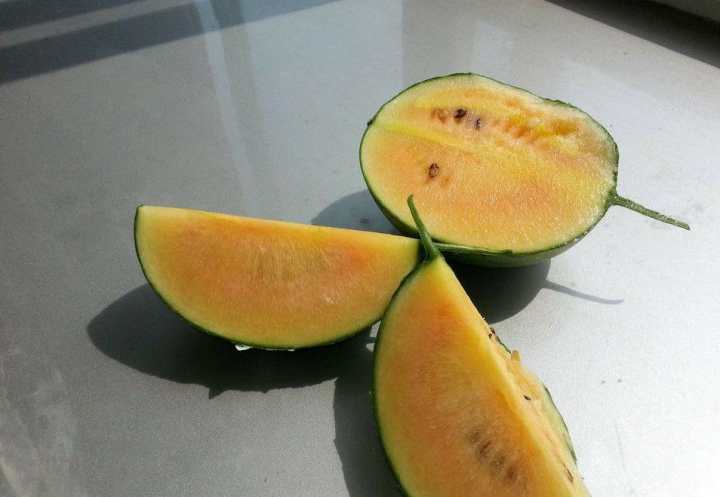 瓜瓤橙色与乳黄相间,纵切剖面好似一道彩虹,这样的西瓜你吃过吗?