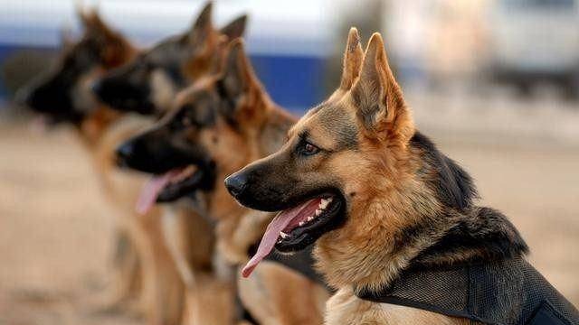 54只警校淘汰犬全部售出最高价33万元