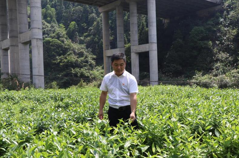 景德镇浮梁县西湖乡桃墅村：从省定贫困村向省级生态村的蝶变
