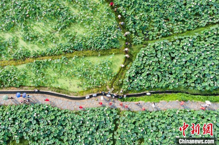 图为无人机航拍游客在莲海中赏花。　刘力鑫 摄