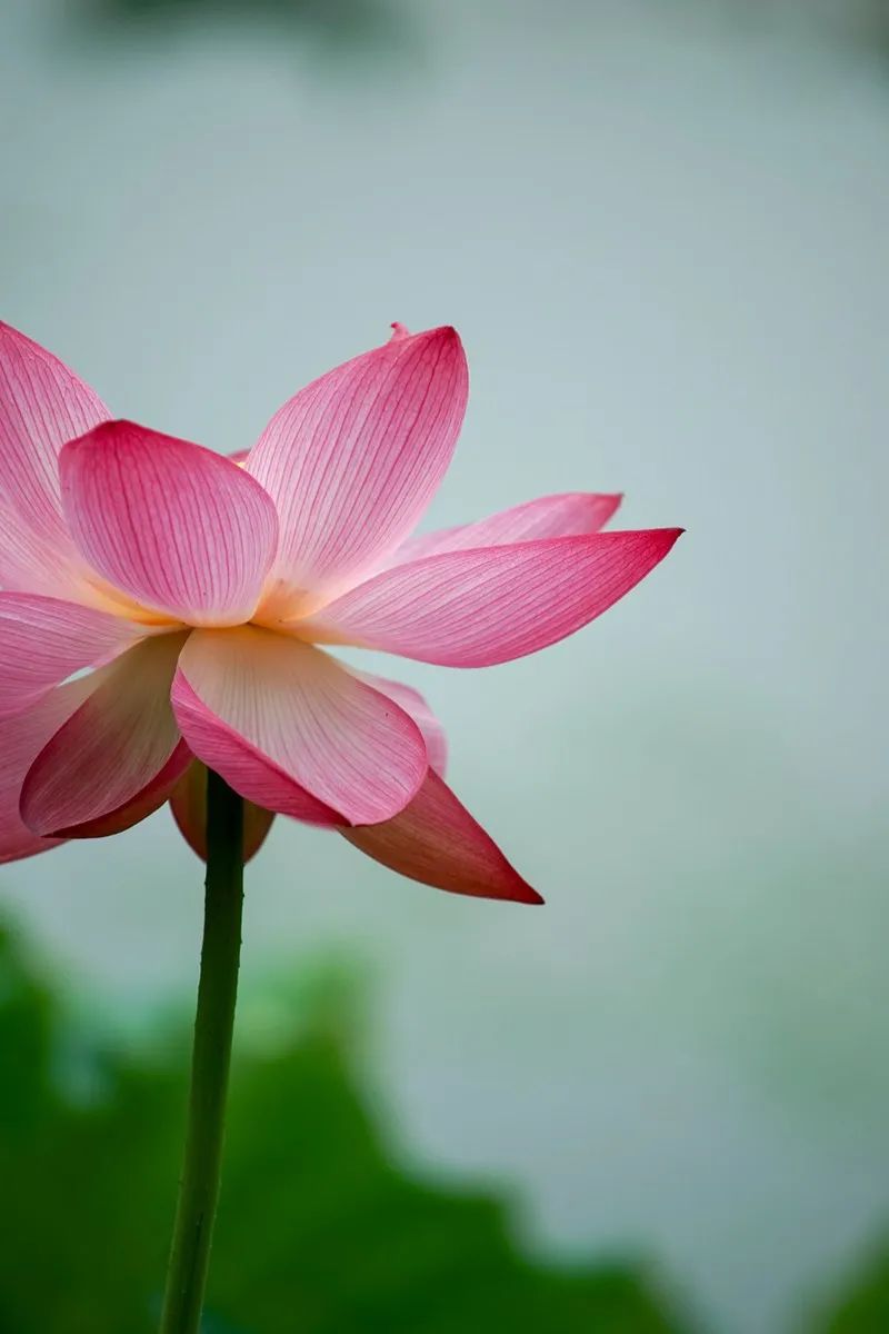 或许还要p上这些成语:"知足常乐""淡泊平静""清心寡欲"