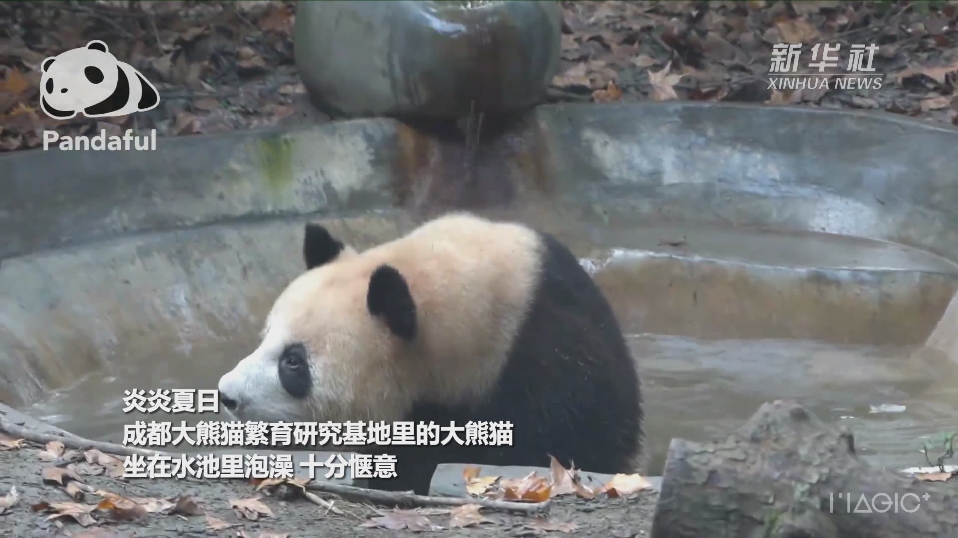 大熊猫泡澡的快乐
