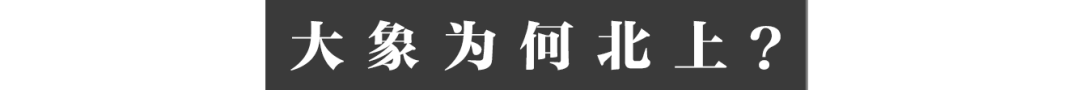 云南大象家族出走地村民:它们吃了我们二三十年
